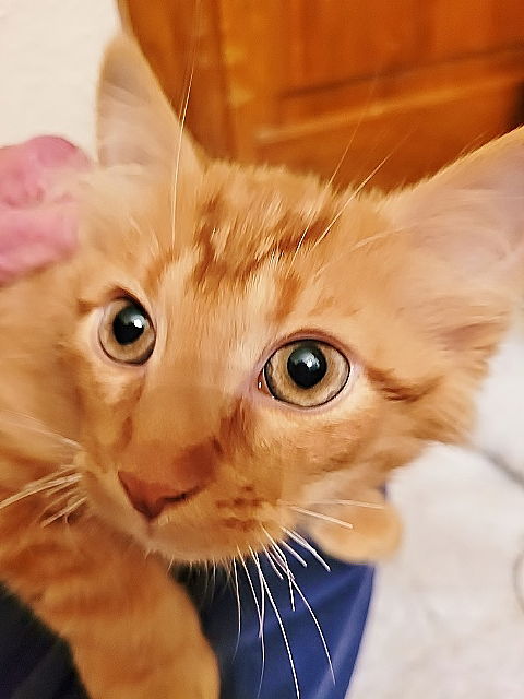 Nugget
