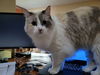 Lovebug the Ragamuffin Beauty