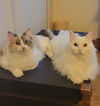 Lovebug the Ragamuffin Beauty