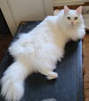 Popcorn the Handsome