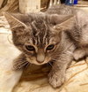 Shelly