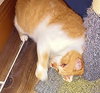 Buddy