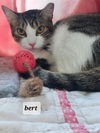 Bert