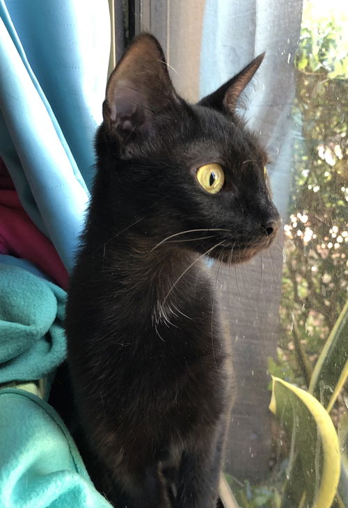 Jellybean