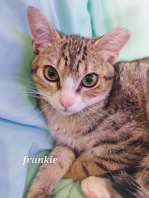 Frankie