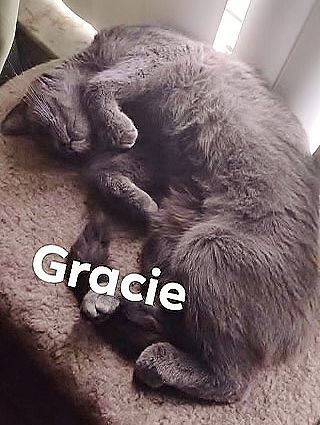 Gracie