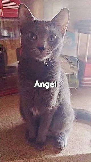 Angel