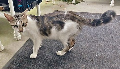 Kitty