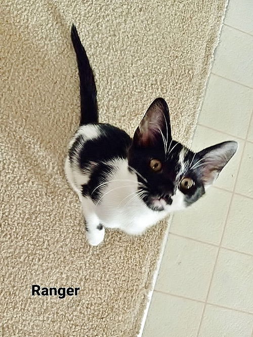 Ranger