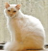 Tarzan the Flame Point Siamese