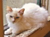 Tarzan the Flame Point Siamese