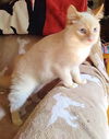 Puff the Flame Point Siamese