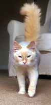 Puff the Flame Point Siamese