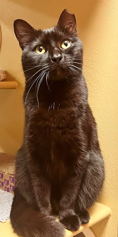 BB the Beauty