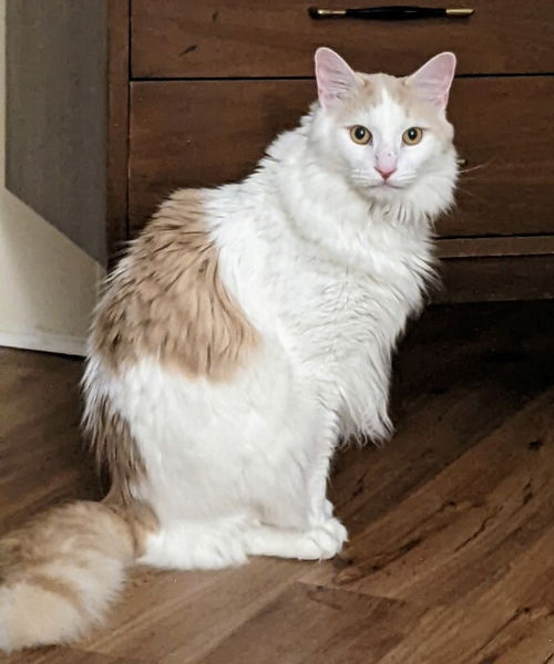 Sam the Handsome Boy