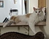 Sam the Handsome Boy