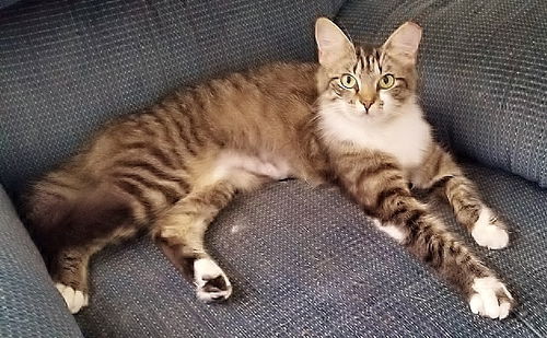 Penny