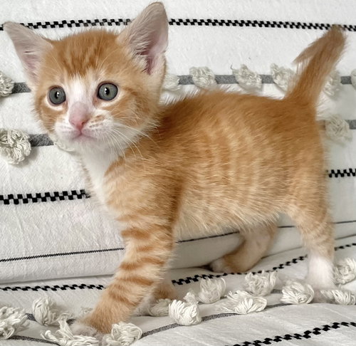 Merlin