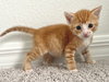 Merlin