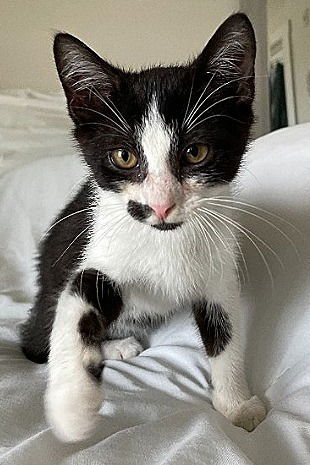 Oscar