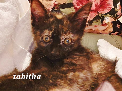 Tabitha