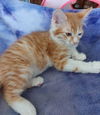 Azrael