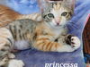 Princessa