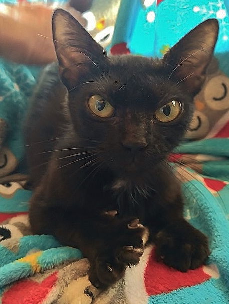 Little Darling