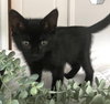 Luna the Sweet, Adventurous Girl