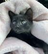 Luna the Sweet, Adventurous Girl