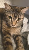 adoptable Cat in orlando, FL named Rose