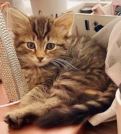 Basil