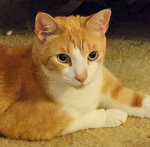 Oliver the Handsome Orange Boy