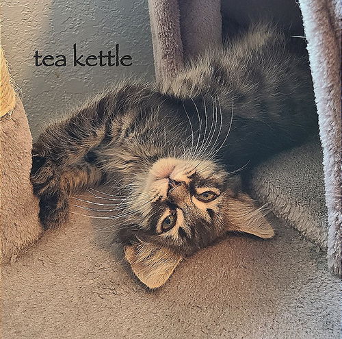 Tea Kettle