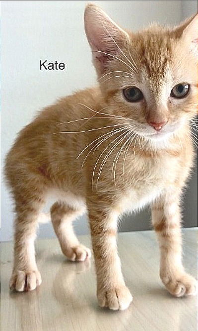 Kate