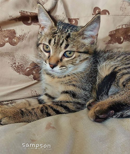 Sampson