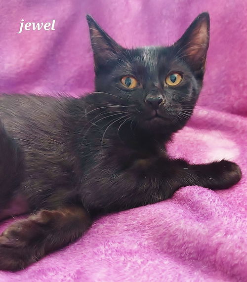 Jewel