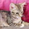 Josie