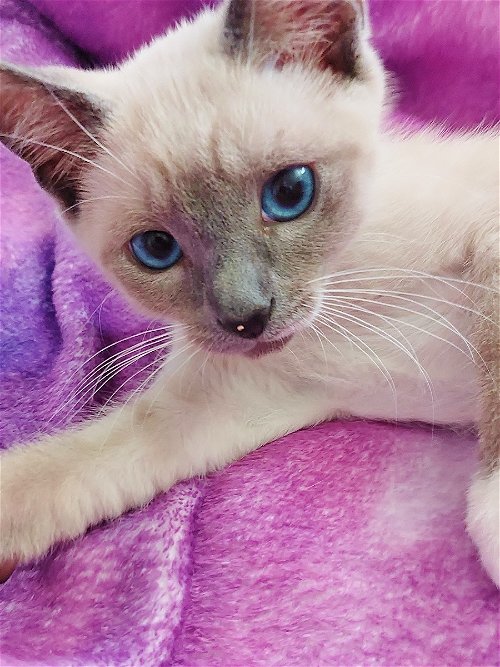 Fields the Lilac Point Siamese