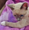 Fields the Lilac Point Siamese