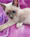 Fields the Lilac Point Siamese