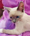 Fields the Lilac Point Siamese