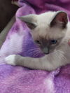 Fields the Lilac Point Siamese