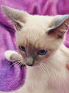 Fields the Lilac Point Siamese