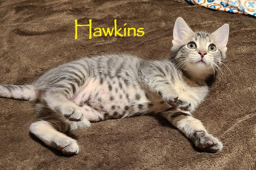 Hawkins