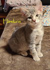 Hawkins