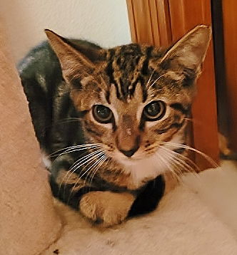 Mingus