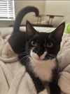 Toby the Sweet Tuxedo
