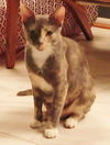 Socks the Calico Beauty