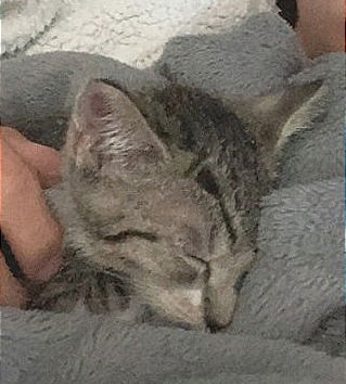 Tai Lung